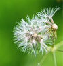 卡色（Kase）手機(jī)微距Pro鏡頭 磨砂銀 昆蟲(chóng)花草首飾背景虛化適用于華為蘋果iPhone小米三星榮耀OV等手機(jī) 曬單實(shí)拍圖