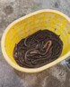 魔荒抓黃鱔專用誘餌鱔魚餌料誘食劑捕捉黃蟮泥鰍鱔魚王神器專用誘餌藥 1袋裝【黃鱔聞味來(lái)】 曬單實(shí)拍圖