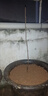 錢(qián)排三華李子樹(shù)苗嫁接水果樹(shù)苗新品種紅心早熟脫骨蜂糖車(chē)李子樹(shù)苗 前排三華李 兩年苗（帶葉帶土） 曬單實(shí)拍圖