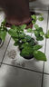 開時果 茉莉花盆栽濃香型 桌面綠植物陽臺花卉樹苗盆景擺件源頭直發(fā)包郵 精品茉莉花5-10株【加侖盆】 曬單實拍圖
