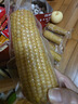 京鮮生東北黃糯玉米棒200g×8根 甜黏玉米 多種包裝隨機(jī)發(fā)貨 源頭直發(fā) 曬單實(shí)拍圖