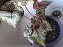 蟆葉秋海棠辦公室內桌面網(wǎng)紅綠植盆栽觀(guān)葉花卉植物 蝶衣秋海棠120#4-6葉 曬單實(shí)拍圖