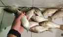 進口秋田狐魚鉤日本正品細條鉤袖鉤散裝長柄無刺釣輕口鯽魚專用鉤 10枚有刺黑【品牌正宗伽馬卡茲】 4號鉤尖鋒利【可試用4枚】 曬單實拍圖