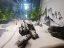 米家（MIJIA）小米米家智能生態(tài)魚缸還原自然生態(tài)補倉一次三月無憂出差旅行必備 曬單實拍圖