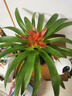 種花迷鴻運(yùn)當(dāng)頭盆栽花卉植物室內(nèi)花客廳鳳梨水培綠植大全 鴻運(yùn)當(dāng)頭【早 鴻運(yùn)當(dāng)頭【簡(jiǎn)易盆】 曬單實(shí)拍圖