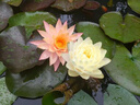 京厽睡蓮水培植物帶花苞四季開花池塘荷花藕種盆栽水養(yǎng)水蓮花根塊種子 精品大睡蓮混色3顆+送2營(yíng)養(yǎng)液 曬單實(shí)拍圖