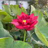 京悠雨荷花藕種觀(guān)賞盆栽水養蓮花缸栽蓮藕苗魚(yú)池塘水生植物花卉碗蓮睡蓮 精選苗【墨紅】3株裝 不含盆 曬單實(shí)拍圖