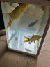 錦鯉魚活體觀賞魚活魚小型易養(yǎng)冷水淡水魚小魚苗錦鯉金魚好看錦鯉 10-12cm 六色錦鯉套餐6條 曬單實(shí)拍圖
