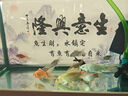 boxtech魚缸燈龍魚專用燈LED防水超亮潛水誘色照明藍(lán)白燈蝴蝶鯉觀賞魚 藍(lán)白30瓦龍魚燈72CM 適合1米左右魚缸 曬單實拍圖