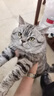 FURminator富美內(nèi)特貓梳子布偶長毛貓梳毛刷貓用寵物梳子去毛神器梳毛神器 長毛中大型貓≥4.5kg 曬單實拍圖