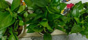 綠蘿盆栽室內(nèi)客廳綠植花卉 家用凈化空氣綠籮植物吸除甲醛吊蘭 高20CM【原盆+托盤】2盆+2肥 曬單實(shí)拍圖