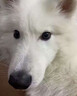 狗狗避孕褲母狗防交配例假生理褲專用狗發(fā)情褲防交配防小狗神器 淺藍(lán)色 L碼-大型犬（腰圍40-49cm） 送三個(gè)生理棉片 曬單實(shí)拍圖