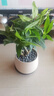 八芽盆栽發(fā)財(cái)樹植物室內(nèi)禪意招財(cái)樹盆景辦公室桌面綠植源頭直發(fā)包郵 五福發(fā)財(cái)樹-雪梨盆-紫砂托盤 含盆 曬單實(shí)拍圖