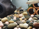長銳金晶超白玻璃魚缸烏龜缸裸缸生態(tài)溪流缸全套造景套餐 金晶超白魚缸 40x30x30cm【6mm】送魚缸墊+禮包 曬單實(shí)拍圖