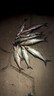 餌料球龍蝦黃鱔籠地魚餌盒鱔魚餌盒網(wǎng)籠地網(wǎng)籠餌料袋包專用餌球 【50個裝】帶掛鉤餌料球 曬單實拍圖