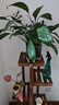 安爾雅 松木花架子花盆碳化室內(nèi)外客廳陽(yáng)臺(tái)多肉植物現(xiàn)代簡(jiǎn)約置物架擺架 曬單實(shí)拍圖