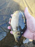 川澤免調(diào)漂魚鉤線組套裝浮漂金袖子線雙鉤高靈敏魚漂釣魚新手組合套裝 【6.3M】免調(diào)漂套裝（日用款） 線號1.0 曬單實(shí)拍圖
