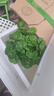 銅錢草水培盆栽室內(nèi)室外花卉招財(cái)金錢草綠植吸甲醛綠植大葉子植物 土培水培銅錢草1盆帶葉子 曬單實(shí)拍圖