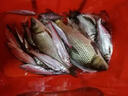 北翔全金屬紡車輪路亞漁輪遠(yuǎn)投無(wú)間隙魚輪大全釣魚輪子海竿海桿磯釣輪 美式Ac金屬搖臂線杯 3000系列 曬單實(shí)拍圖