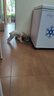 荒野盛宴 無谷煙熏三文魚狗糧美毛護(hù)膚成犬幼犬全犬糧 幼粒5LB/2.27kg 曬單實(shí)拍圖