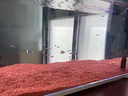 勝畫大型孔雀魚活魚苗觀賞魚熱帶魚活體魚淡水好養(yǎng)耐活精品純種鳳尾魚 【3-4CM】A大型孔雀魚3對(duì)送1對(duì) 曬單實(shí)拍圖