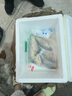 頤菁澤 【包活到貨】正宗千島湖黃金鯽魚 活魚 現(xiàn)捕現(xiàn)發(fā) 孕婦兒童 3斤裝(共3-5條) 包活到貨(可空運(yùn)地區(qū)) 曬單實(shí)拍圖