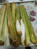 【現(xiàn)采現(xiàn)發(fā)】新鮮茭白上海青浦練塘特產(chǎn)帶殼茭白高筍時(shí)令蔬菜 現(xiàn)采帶殼茭白2斤 曬單實(shí)拍圖
