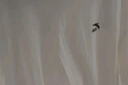 安踏休閑短袖t恤男女同款夏季簡(jiǎn)約純色圓領(lǐng)運(yùn)動(dòng)打底衫寬松情侶上衣 曬單實(shí)拍圖