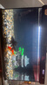 獨寵你森森同款超白魚缸小型免換水生態(tài)魚缸一體缸自循環(huán)自動喂食LE480B 曬單實拍圖