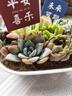 綠蔭巷子多肉植物帶盆組合盆栽新手好養活仙人掌辦公室內桌禮品小綠植 橢圓盆【冰燈露+7隨機肉】+5?？?曬單實(shí)拍圖