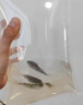 弓斑河豚魚(yú)活體潛水艇小型巧克力娃娃熱帶淡水狗頭魚(yú)觀(guān)賞寵物魚(yú) 弓斑河豚 曬單實(shí)拍圖