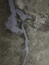 胖工匠水泥地面裂縫修補(bǔ)劑屋頂防水補(bǔ)漏材料墻體灌縫膠填縫堵漏王500g 曬單實(shí)拍圖