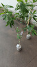 爾瀾帶盆栽好嫁接沂蒙霜紅桃樹(shù)苗露天庭院陽(yáng)臺種植水果樹(shù)苗木源頭直發(fā) 曬單實(shí)拍圖