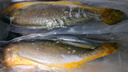 鮮京采 冷凍三去黃花魚(寧德大黃魚)1700g (5條裝)  禮盒  生鮮 海魚 曬單實拍圖