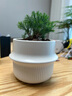 行湘霧松綠植盆栽花卉桌面觀(guān)葉植物 霧松+點(diǎn)點(diǎn)星球陶瓷盆 源頭直發(fā) 曬單實(shí)拍圖