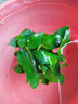 瘋狂水草坨草魚(yú)缸里的水培植物魚(yú)缸裝飾造景水榕水草小榕小坨源頭直發(fā)包郵 曬單實(shí)拍圖