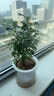綠有意防驅(qū)蚊草正宗清香盆栽胡椒木老樁室內(nèi)綠植好養(yǎng)植物陽臺花卉盆景苗 中苗清香驅(qū)蚊+早安吸水盆一盆（送肥料） 含盆 曬單實拍圖