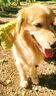 QMONSTER狗狗玩具耐咬 中大型犬狗狗毛絨發(fā)聲玩具 長脖子鱷魚 【長脖子鱷魚】約47*16cm/約230g 曬單實拍圖