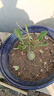 重瓣沙漠玫瑰盆栽花苗老樁植物四季花卉綠室內(nèi)陽臺小盆景好養(yǎng)易活 精品混色4年苗【發(fā)一盆】原盆原土【當(dāng)年開花較少+肥 曬單實拍圖