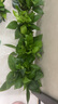 雙盟綠蘿盆栽除甲醛花卉綠植辦公室新房凈化空氣 120款10盆源頭直發(fā) 曬單實(shí)拍圖