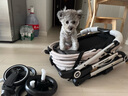 beberoad  T4寵物手推車(chē) 貓咪狗狗小型犬提籃車(chē)架一鍵折疊輕便外出小推車(chē) T4米色-固定座位一體折疊 曬單實(shí)拍圖