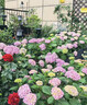 繡球花種籽子室內外四季播種開(kāi)花多年生混色花籽種植庭院易活花苗 混色繡球100粒+肥料 曬單實(shí)拍圖