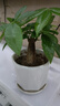 發(fā)財(cái)樹盆栽室內(nèi)植物客廳吸甲醛好養(yǎng)小盆景四季常青辦公室花卉綠植 單桿發(fā)財(cái)樹一顆 曬單實(shí)拍圖