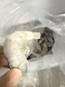 北海灣 蝦 青島大蝦鮮活冷凍基圍蝦 蝦類(lèi) 海鮮水產(chǎn)生鮮白蝦青蝦海蝦對(duì)蝦 鹽凍大蝦 3.6斤(凈重)  15-17cm【單只凍 無(wú)冰衣】 曬單實(shí)拍圖