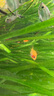尼特利（NETLEA）植物營(yíng)養液魚(yú)缸水草液肥微量元素鉀肥鐵肥綜合基肥水族草缸造景用 高鈣營(yíng)養液 曬單實(shí)拍圖