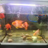 樂(lè )淘逸寵血紅鸚鵡魚(yú)活體發(fā)財魚(yú)財神魚(yú)大型熱帶觀(guān)賞魚(yú)淡水好養 8-10元寶鸚鵡3條（推薦） 曬單實(shí)拍圖