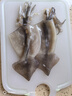 美加佳 鮮凍整只大魷魚（2-3只） 凈重550g 整條魷魚 深海捕撈 海鮮水產(chǎn) 曬單實拍圖