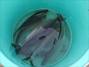 星美妙秋田狐成品短子線單鉤綁好7cm野釣白條馬口鳑鲏溪流鉤小魚鉤袖鉤 秋田狐單鉤【1號(hào)0.4#+2號(hào)0.6#】 曬單實(shí)拍圖