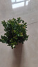 佰花錦小葉赤楠帶花盆植物辦公室內(nèi)四季常青客廳綠植盆栽茶臺桌面擺件 2盆精品小葉赤楠基地原盆 10-20cm 曬單實拍圖