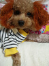MIKI PAD寵物狗狗衣服小型犬可牽引外出背帶褲春夏幼犬衣服比熊泰迪雪納瑞 黃色小熊背帶褲 XL背長(zhǎng)40cm（參考體重13-17斤） 曬單實(shí)拍圖